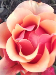 Trandafirul 3-D (3D Rose)