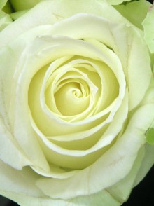 Avalanche rose (trandafirul Avalanche)