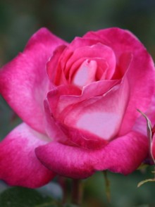 Rose Gaujard rose (trandafirul Gaujard)